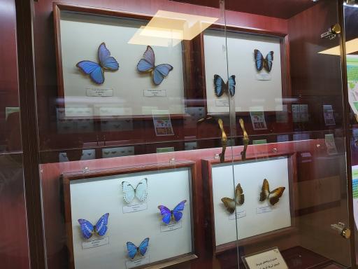 عکس موزه حشرات