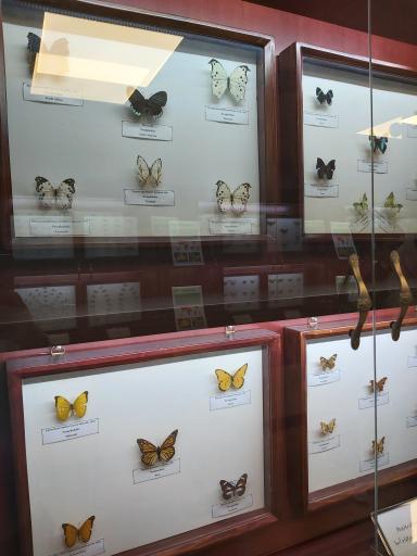 عکس موزه حشرات