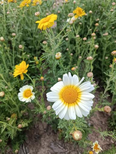 عکس بوستان نماز