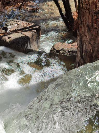 بوستان جنگلی پردیسان قائم (عج)