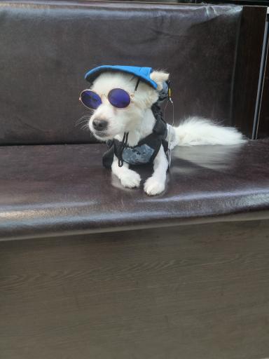 عکس کلینیک دامپزشکی غزال