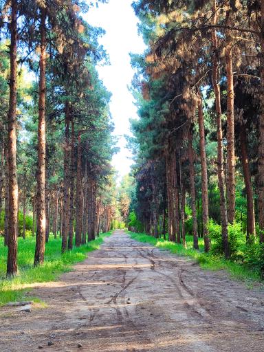 بوستان جنگلی پردیسان قائم (عج)
