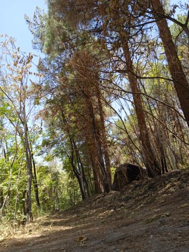 بوستان جنگلی پردیسان قائم (عج)