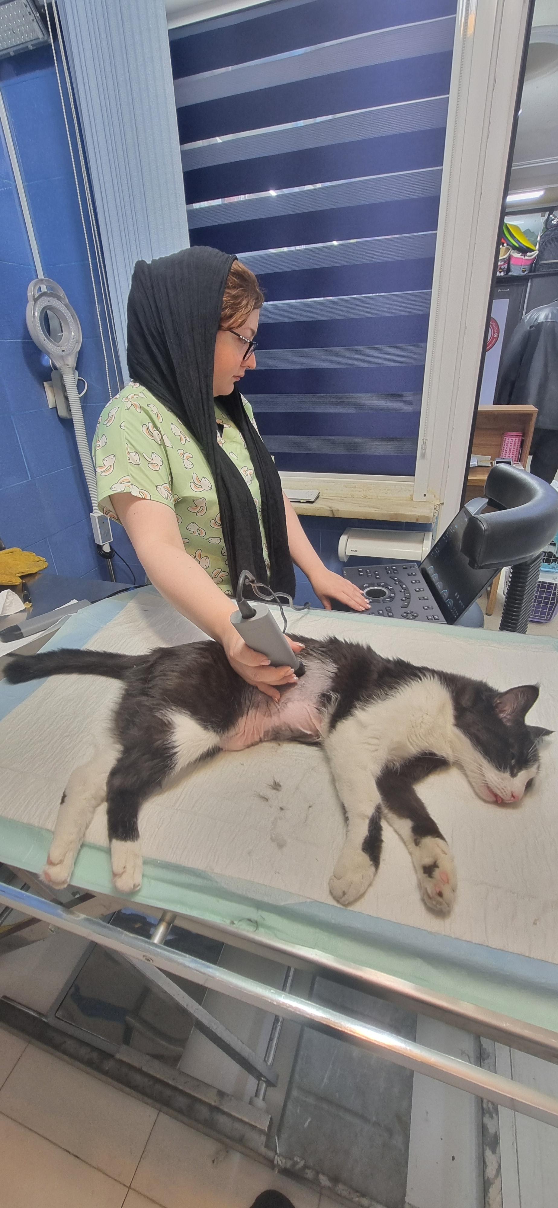 عکس کلینیک دامپزشکی غزال