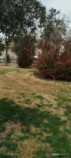 عکس بوستان زیتون