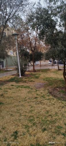 عکس بوستان زیتون