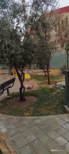 عکس بوستان زیتون