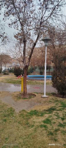 عکس بوستان زیتون