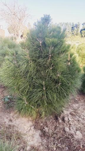 عکس نهالستان حاج  رحمت الله بادین