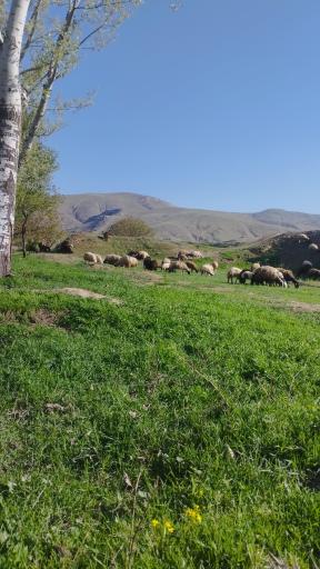 عکس وار