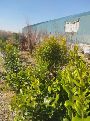 عکس گلخانه لیمو 