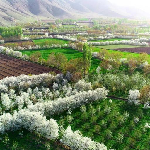 عکس وار