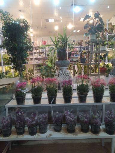 عکس گلسرای یاس