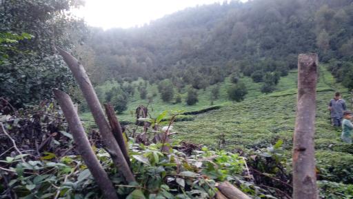 عکس مرسه