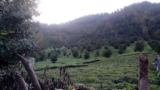عکس مرسه