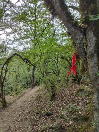 عکس جنگل الیمستان