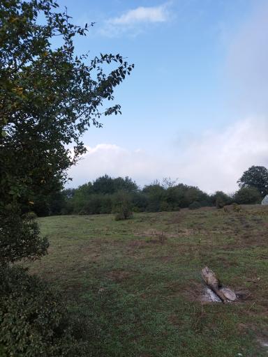 عکس جنگل الیمستان