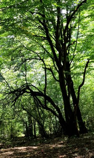 عکس جنگل الیمستان