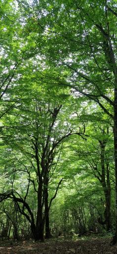 عکس جنگل الیمستان