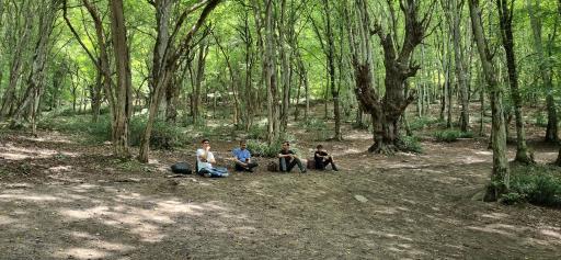 عکس جنگل الیمستان