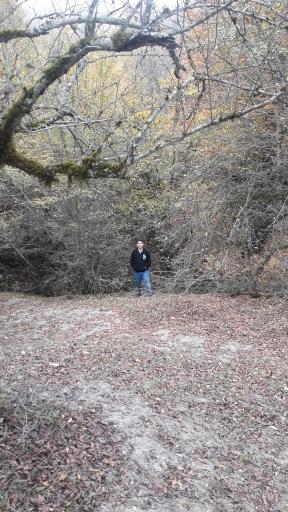 عکس جنگل الیمستان