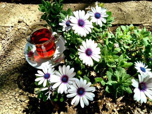 عکس کافه ناجی