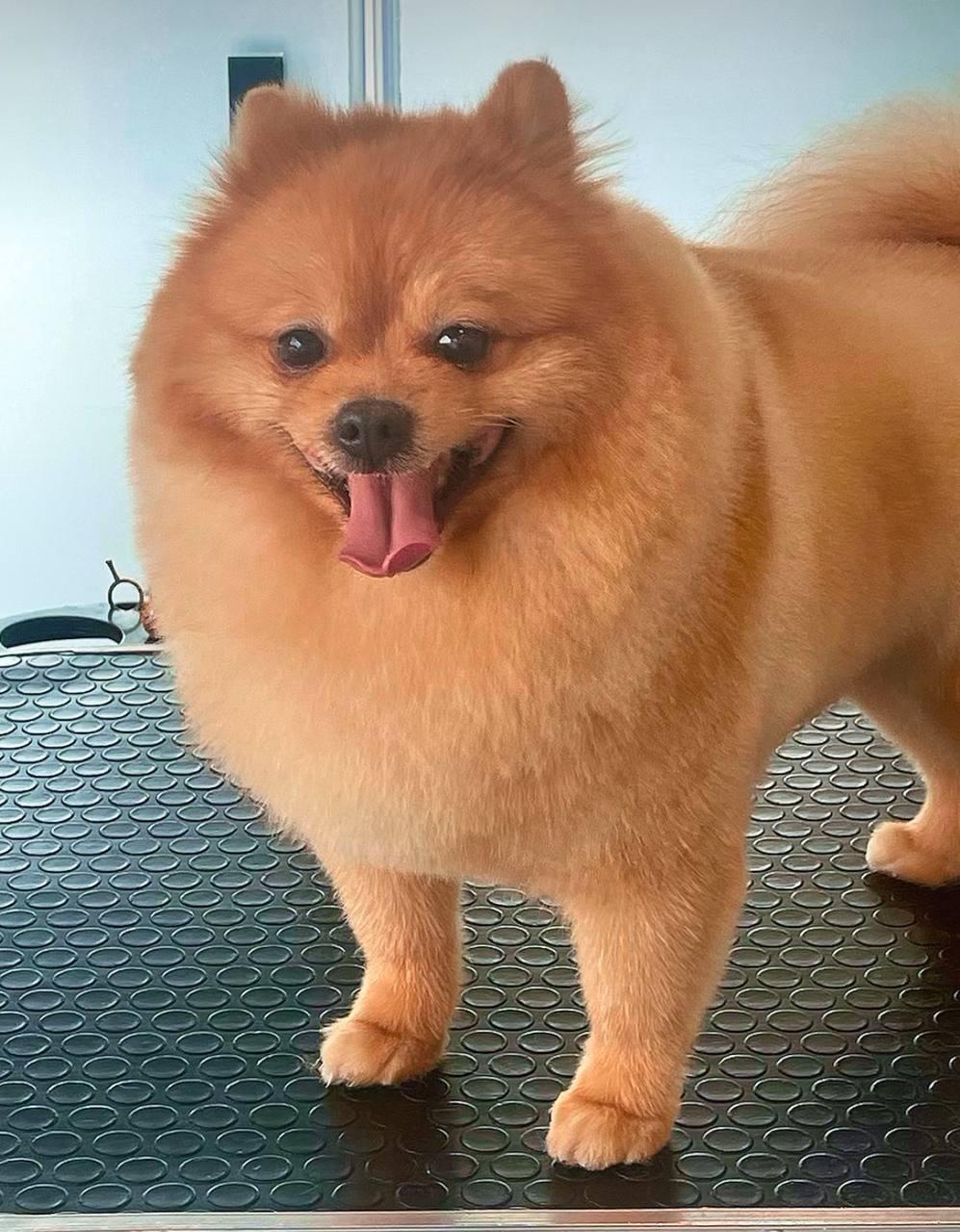 عکس آرایشگاه پت