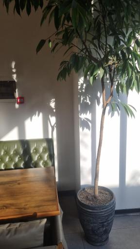 عکس کافه رستری سالیز 