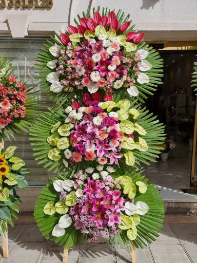 عکس وانداگل