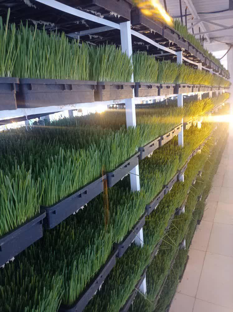 عکس دامداری قاسم اهنگر فیروزجایی نگین دام شمال