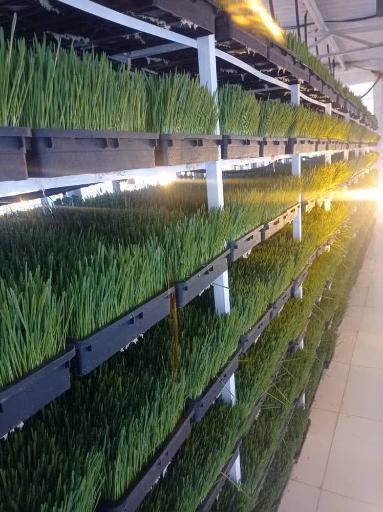 عکس دامداری قاسم اهنگر فیروزجایی نگین دام شمال