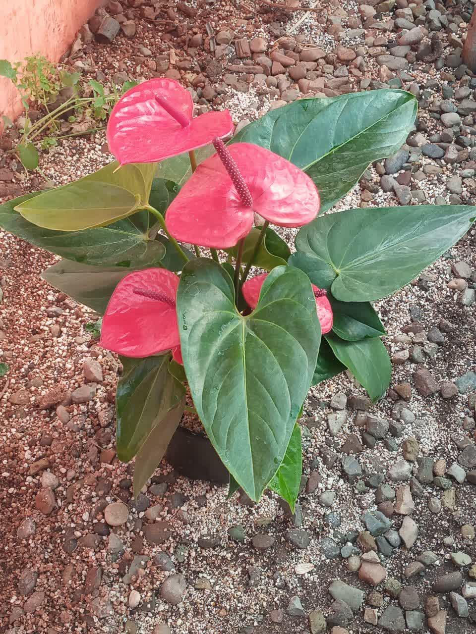 عکس گلخانه مرتضی رضایی 