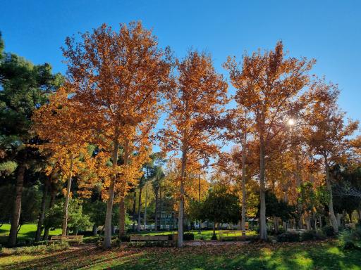 عکس پارک ملت