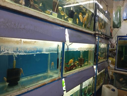 آکواریوم رویال 