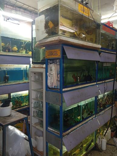 آکواریوم رویال 