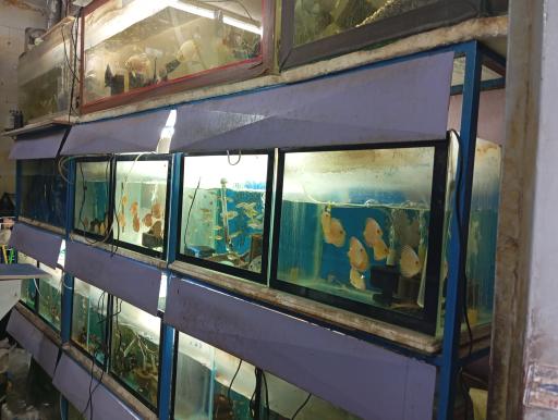 آکواریوم رویال 