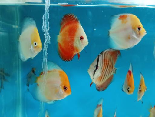 عکس آکواریوم رویال 