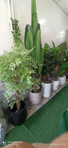عکس مجموعه گلهای پرنده بهشتی 