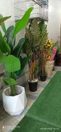 عکس مجموعه گلهای پرنده بهشتی 