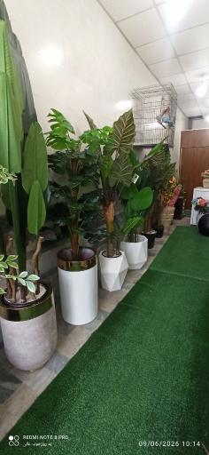 عکس مجموعه گلهای پرنده بهشتی 