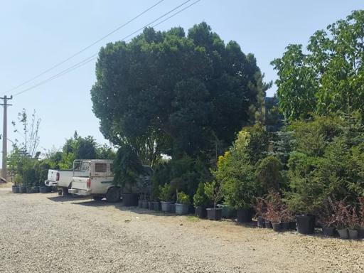 عکس نهالستان دشت سبز نوربخش