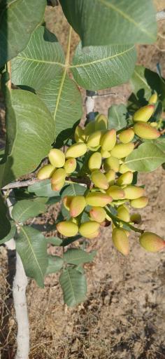 عکس سرایان