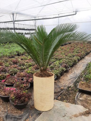 عکس گل و گیاه حسینی