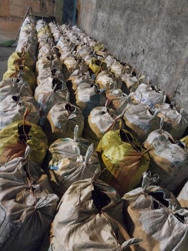 عکس زغال گلپا گرما