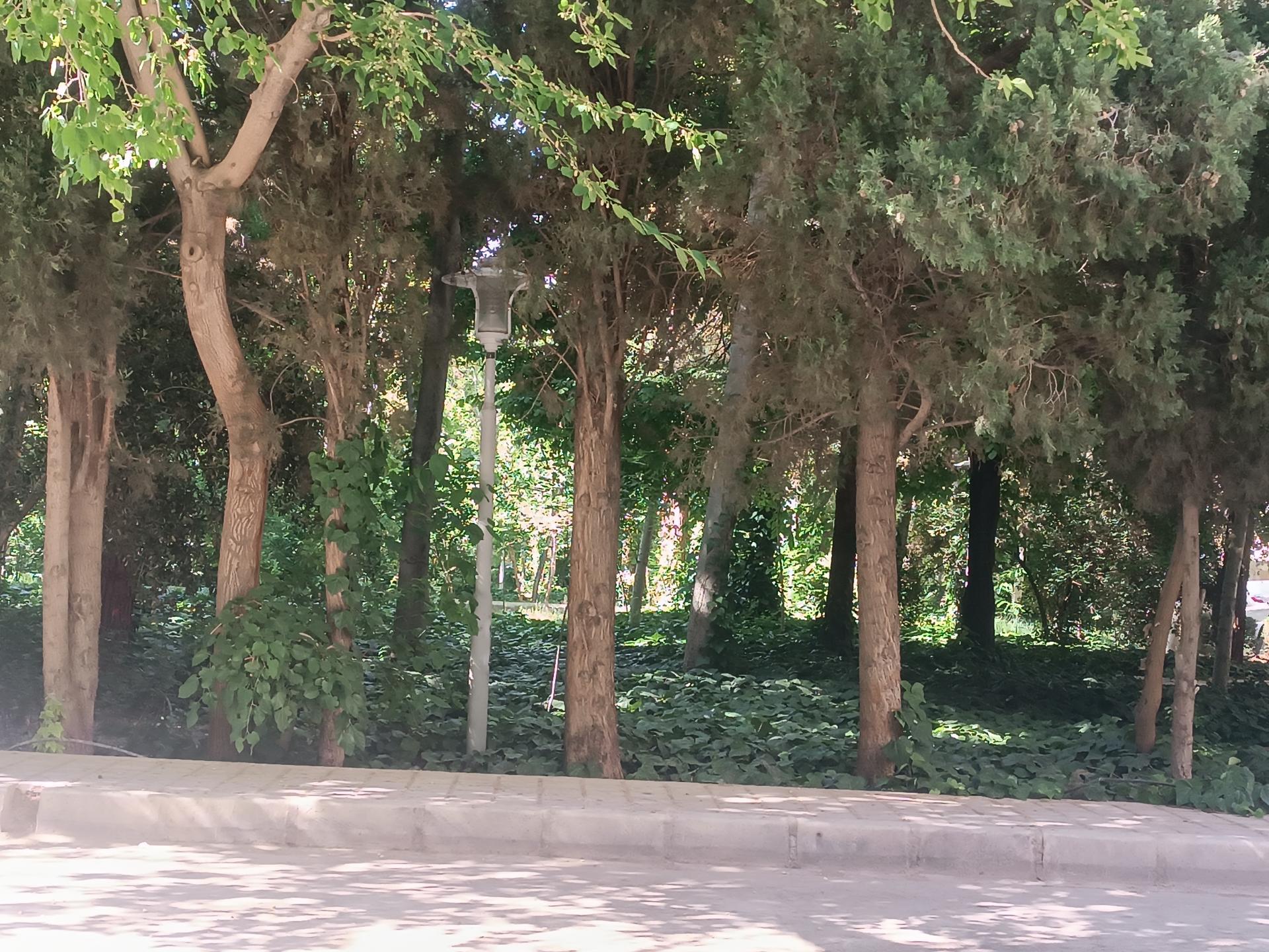 عکس فضای سبز