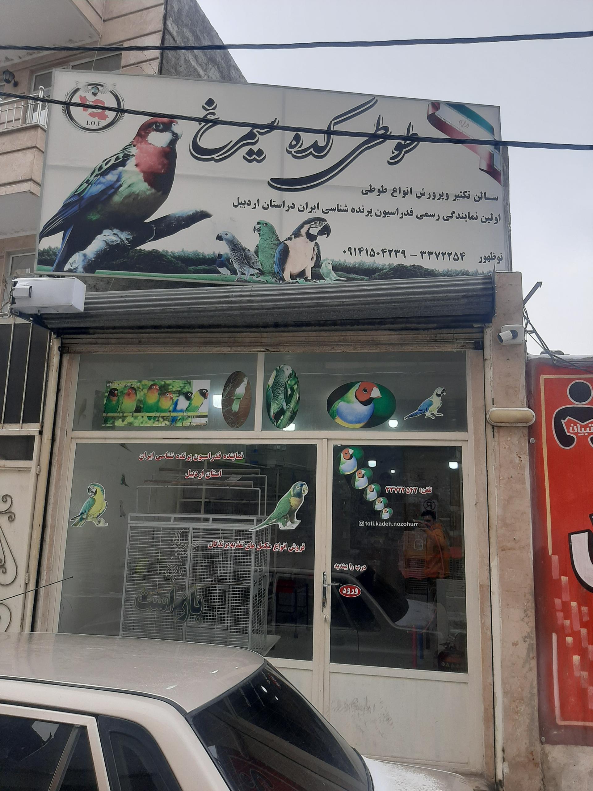 عکس طوطی کده نوظهور 