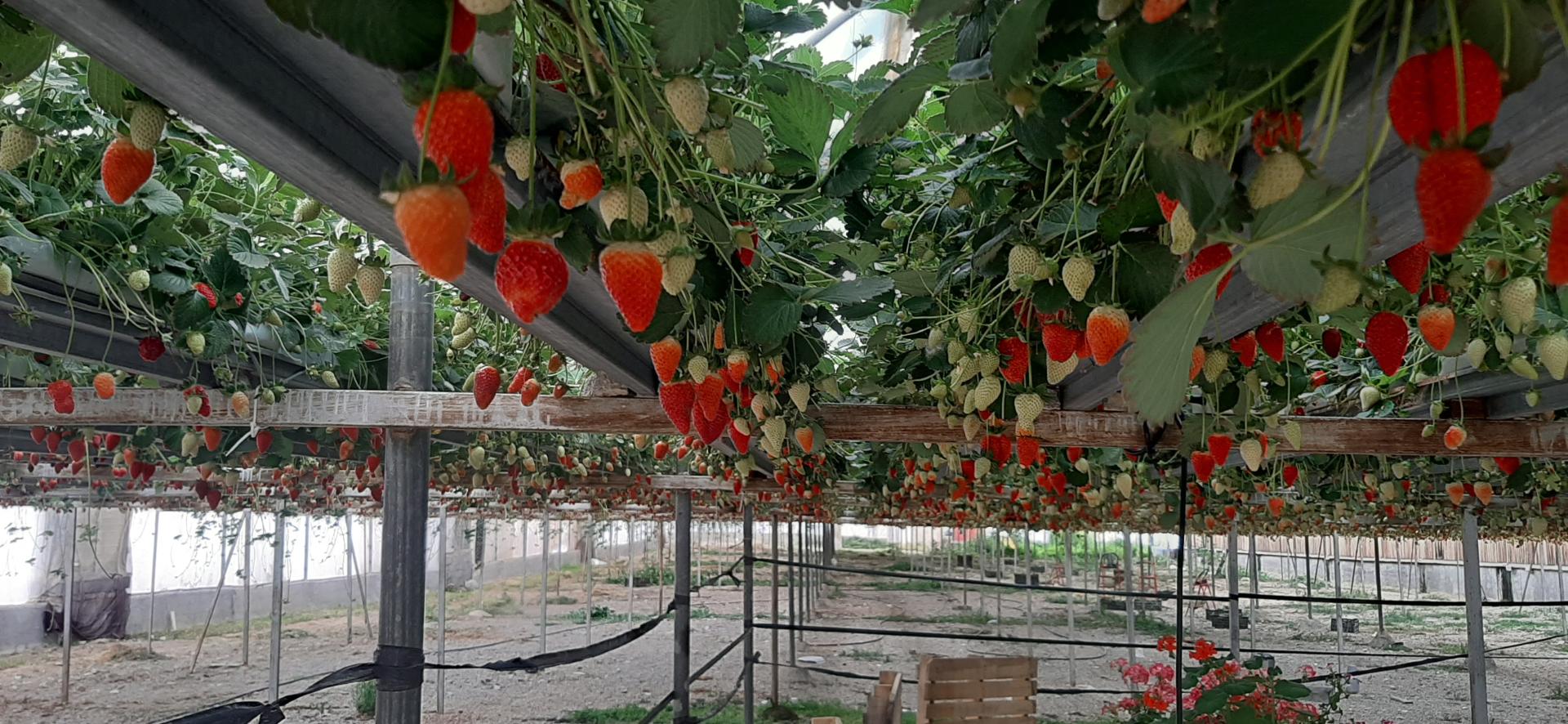 عکس مزرعه توت  فرنگی