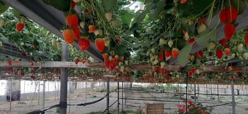 عکس مزرعه توت  فرنگی