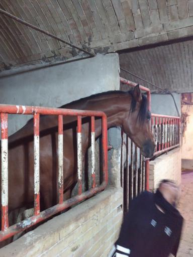 عکس باشگاه سوارکاری شاهین