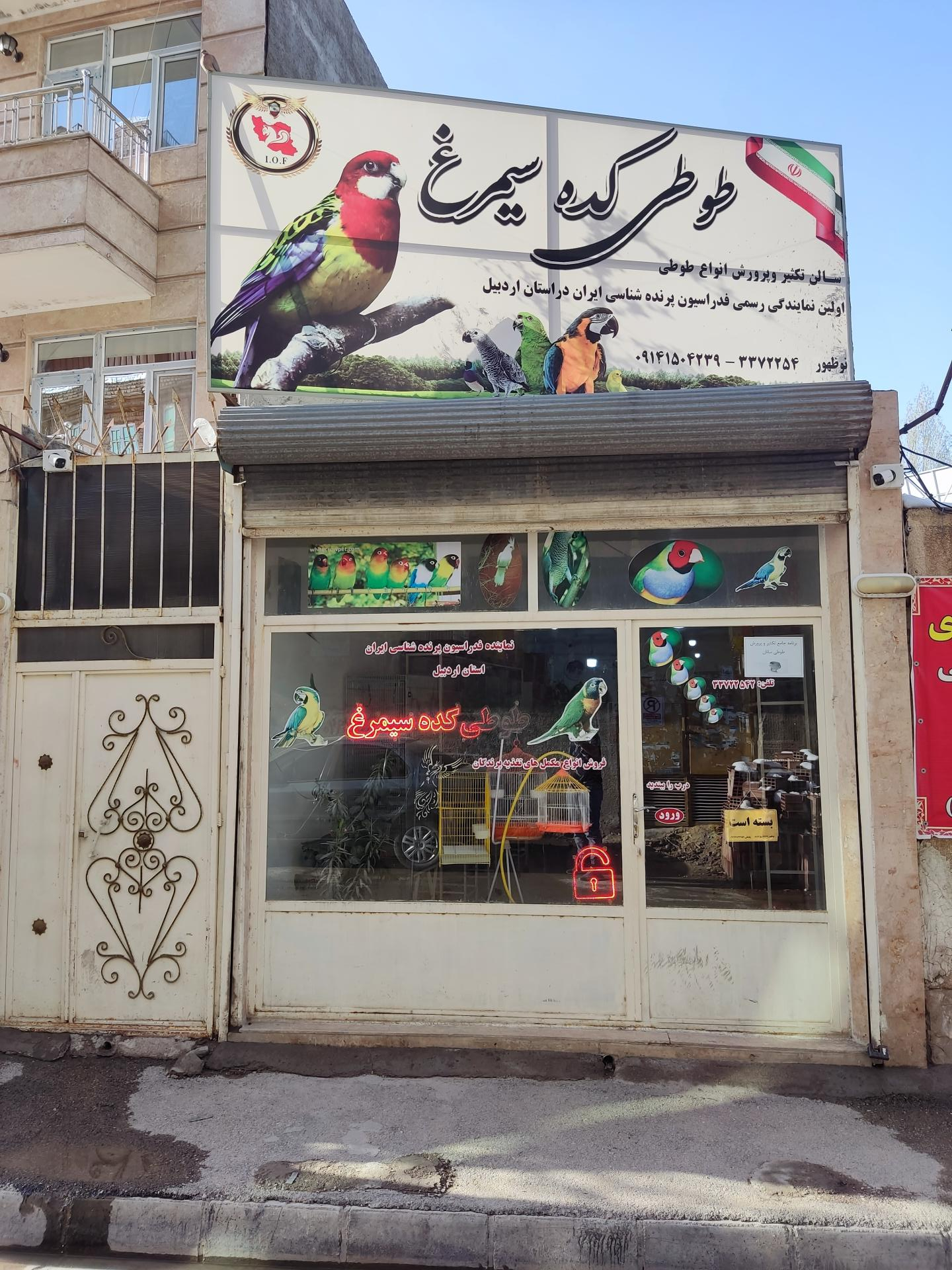 عکس طوطی کده نوظهور 